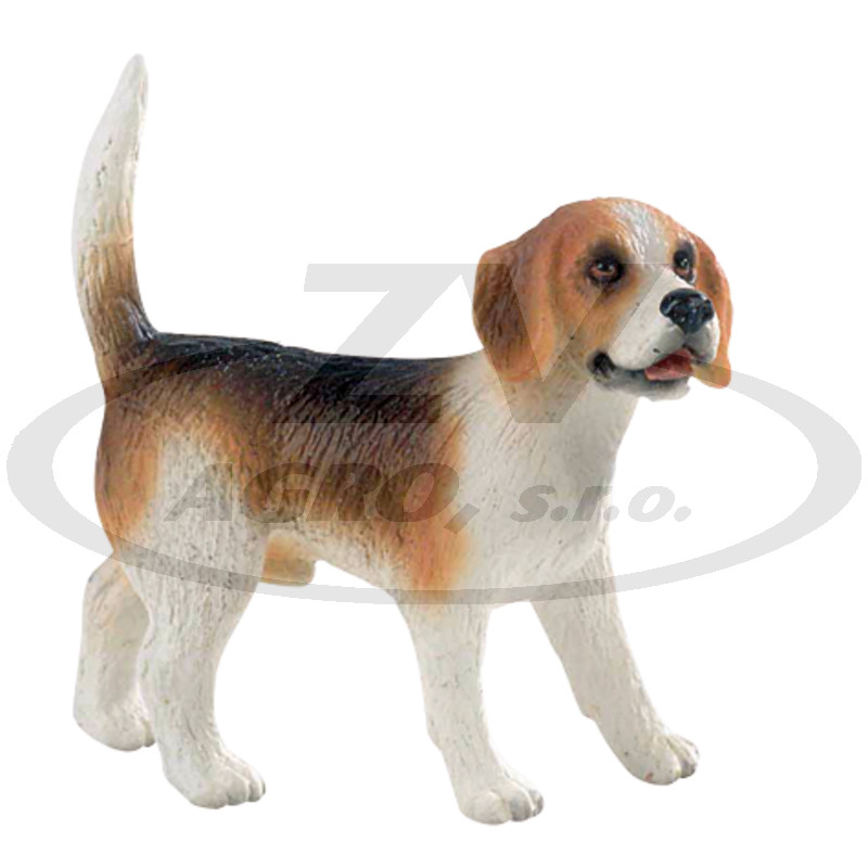 Beagle